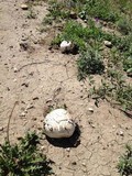 Agaricus bitorquis image