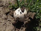 Agaricus bitorquis image