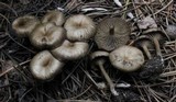Arrhenia obscurata image