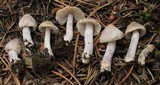 Inocybe pusio image