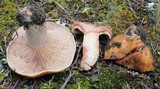 Lactarius rubrilacteus image
