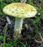 Amanita flavorubens image