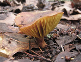 Phylloporus rhodoxanthus image