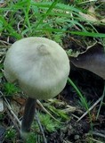 Entoloma conicum image