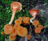Hygrocybe miniata image