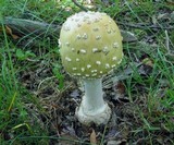 Amanita velatipes image