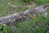 Lentinus crinitus image