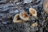 Lentinus crinitus image