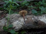 Gymnopus brassicolens var. brassicolens image