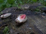 Mutinus ravenelii image