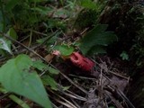 Mutinus ravenelii image