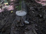 Mycena galericulata image