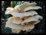 Pleurotus pulmonarius image
