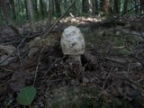 Amanita sect. Vaginatae image