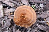 Coltricia cinnamomea image
