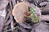 Coltricia cinnamomea image