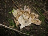Sarcosphaera coronaria image