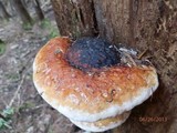 Fomitopsis mounceae image