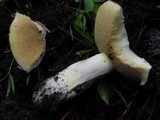 Suillus brevipes image