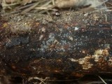Mollisia lividofusca image