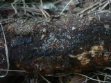 Mollisia lividofusca image