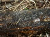 Mollisia lividofusca image