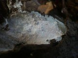 Stromatoscypha fimbriata image