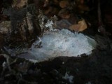 Stromatoscypha fimbriata image
