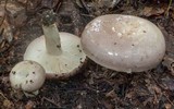 Lactarius argillaceifolius var. argillaceifolius image