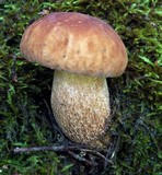 Boletus subcaerulescens image