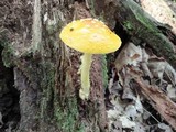 Amanita frostiana image