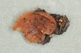 Peziza echinospora image