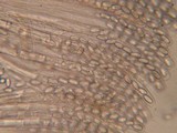 Peziza echinospora image