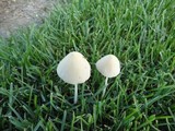 Conocybe apala image
