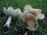 Megacollybia rodmanii image