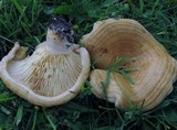 Lactarius psammicola image