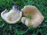 Lactarius psammicola image