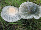 Russula parvovirescens image