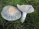 Russula parvovirescens image