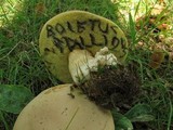 Boletus pallidus image
