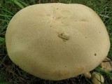 Boletus pallidus image
