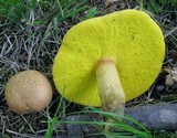 Aureoboletus innixus image