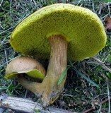 Aureoboletus innixus image