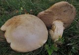 Retiboletus griseus image