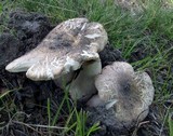 Russula crustosa image