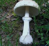 Amanita multisquamosa image