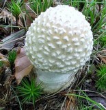 Amanita multisquamosa image