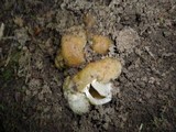 Sarcosphaera coronaria image