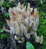 Clavaria rubicundula image