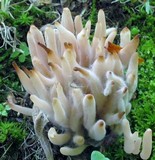 Clavaria rubicundula image